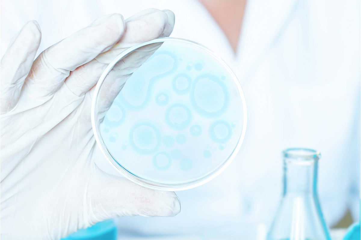 Mikrobiologisk test av Utrolig Universalsalve